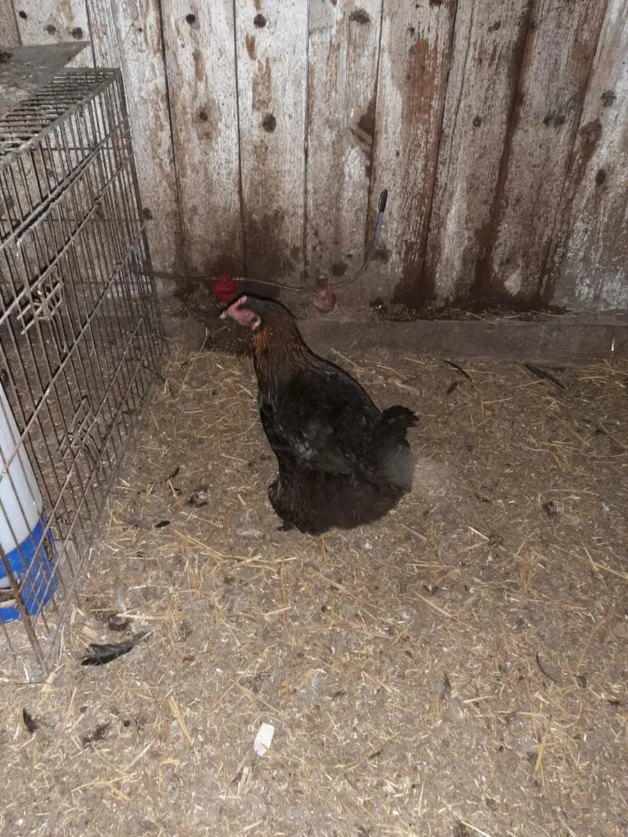 Pure bred black copper Marans - Image 2