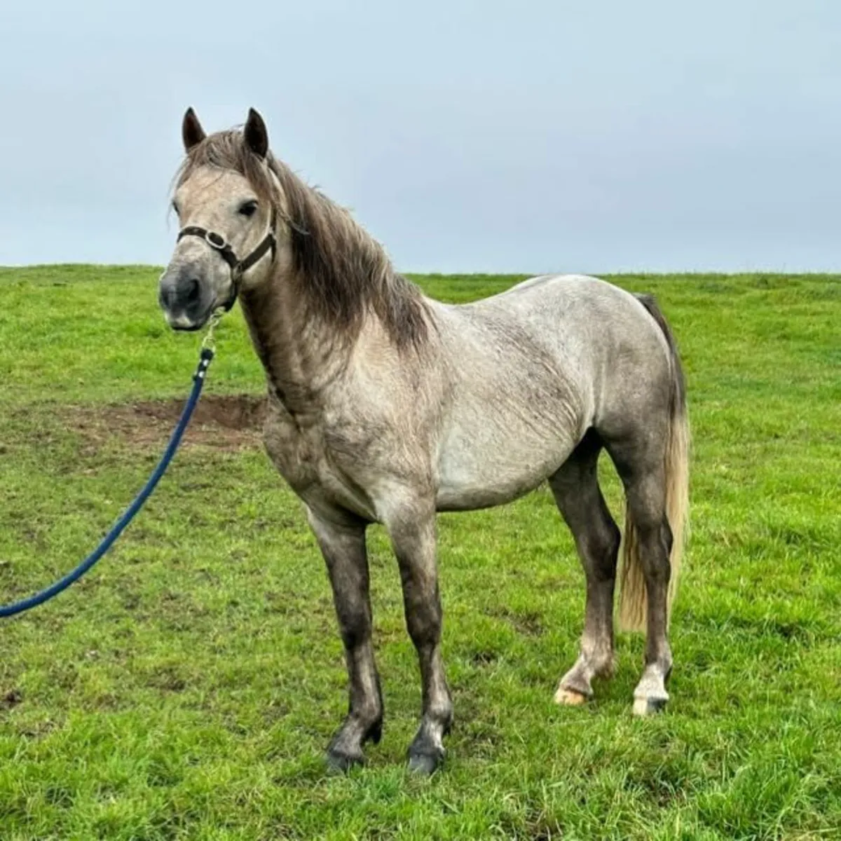 Class 1 infoal connemara mare - Image 4
