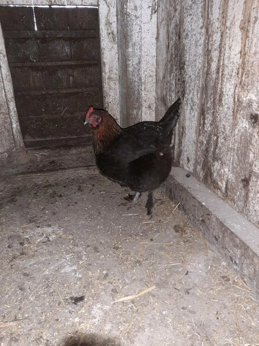 Pure bred black copper Marans - Image 3