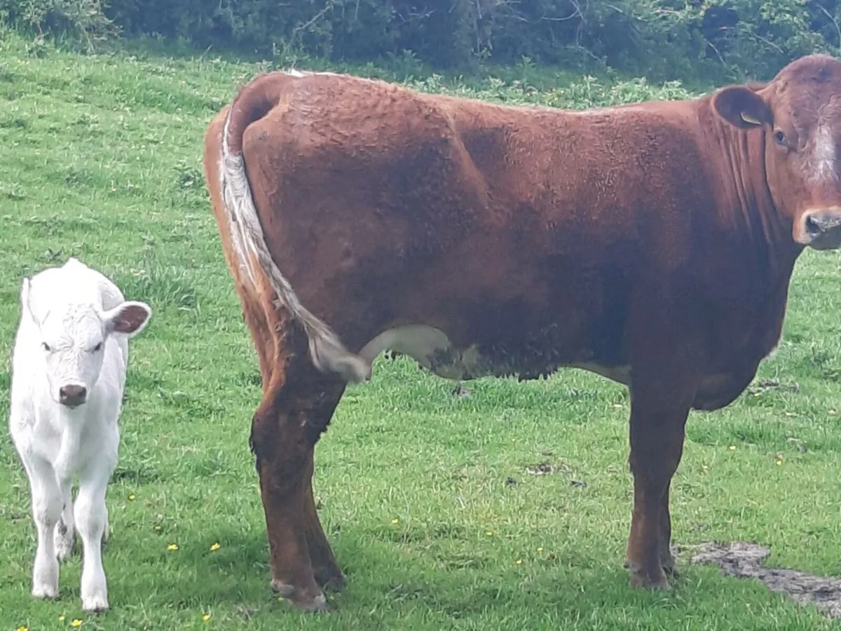 SUPER ROAN HEIFER WITH A SUPER CALF - Image 1