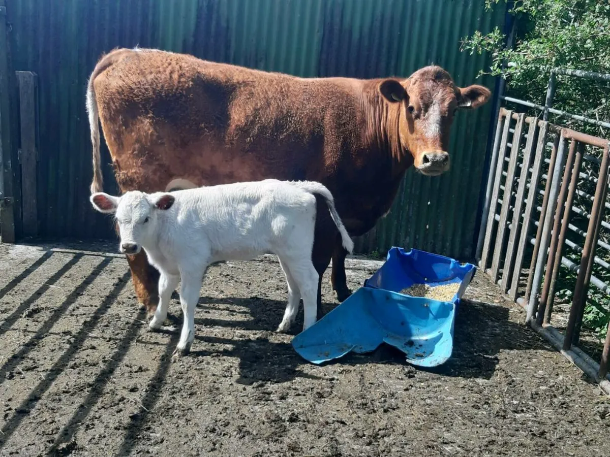 SUPER ROAN HEIFER WITH A SUPER CALF - Image 2