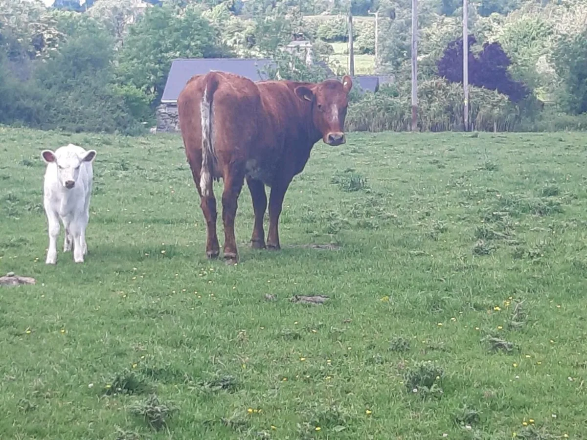 SUPER ROAN HEIFER WITH A SUPER CALF - Image 3