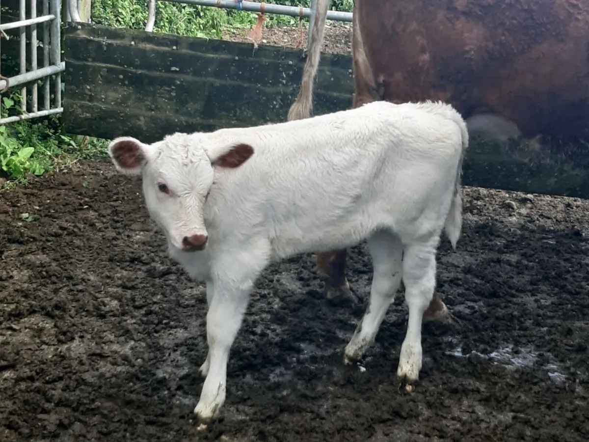 SUPER ROAN HEIFER WITH A SUPER CALF - Image 4