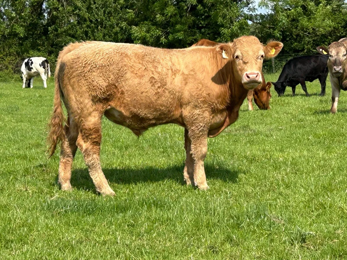 5 Homebreed charlois bullocks - Image 1