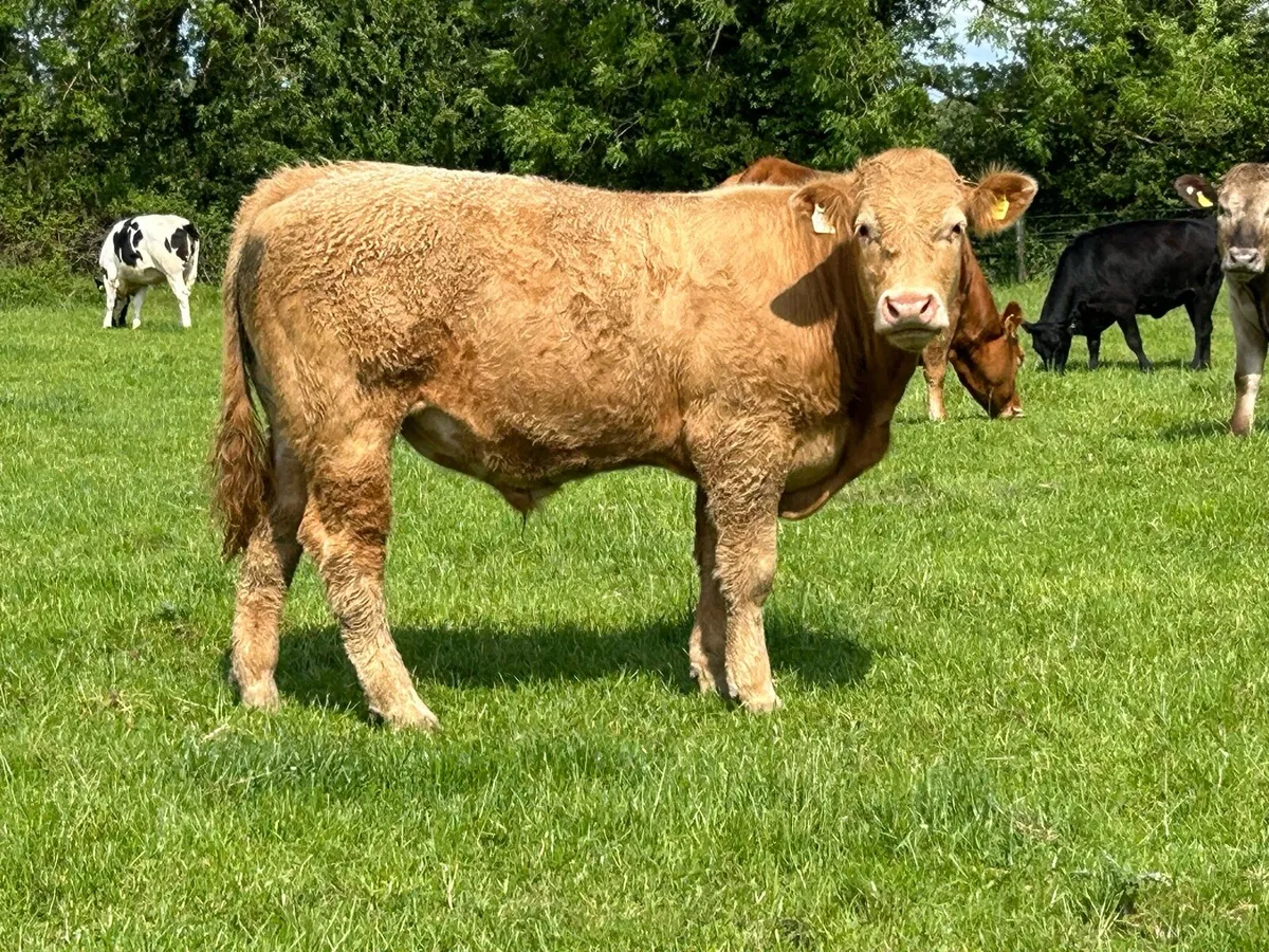 5 Homebreed charlois bullocks - Image 2