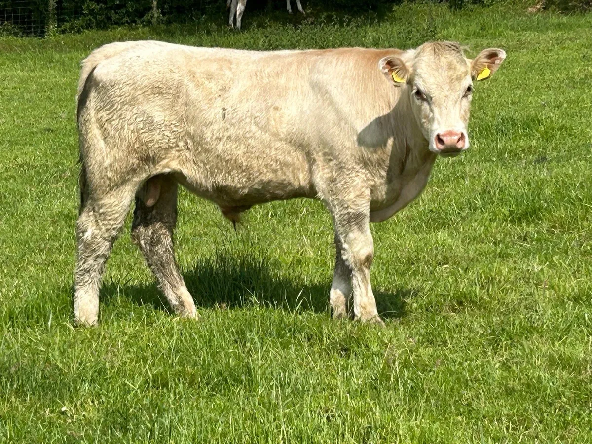 5 Homebreed charlois bullocks - Image 3