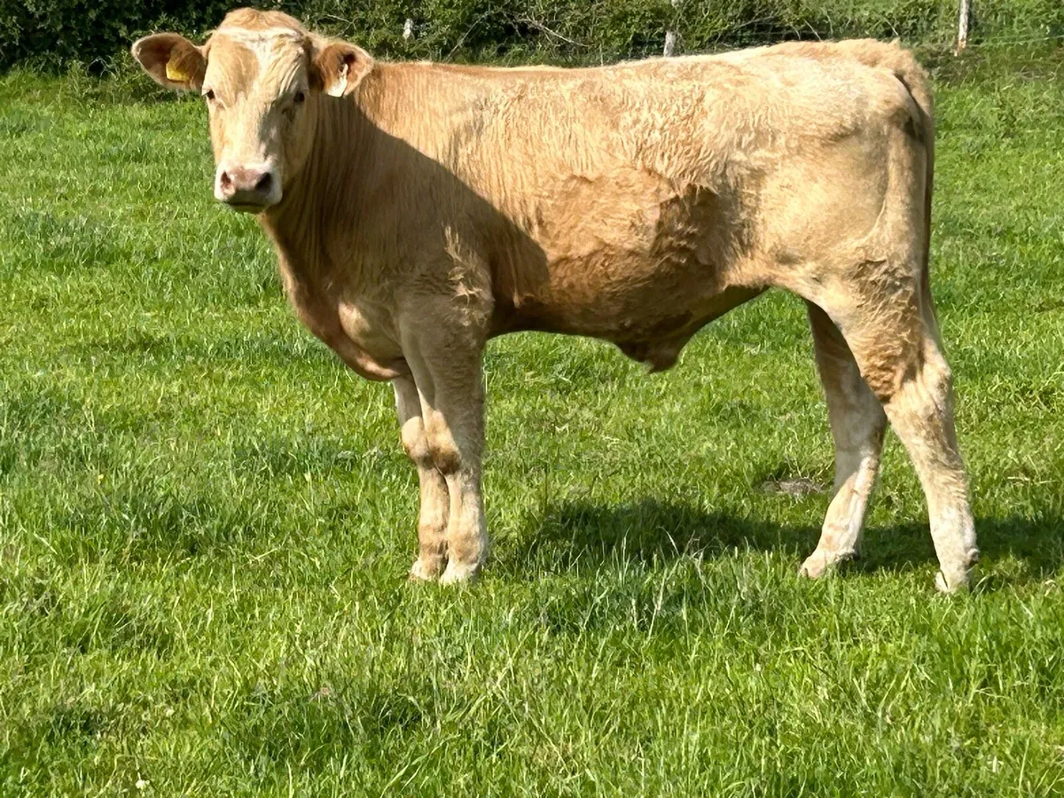 5 Homebreed charlois bullocks - Image 4