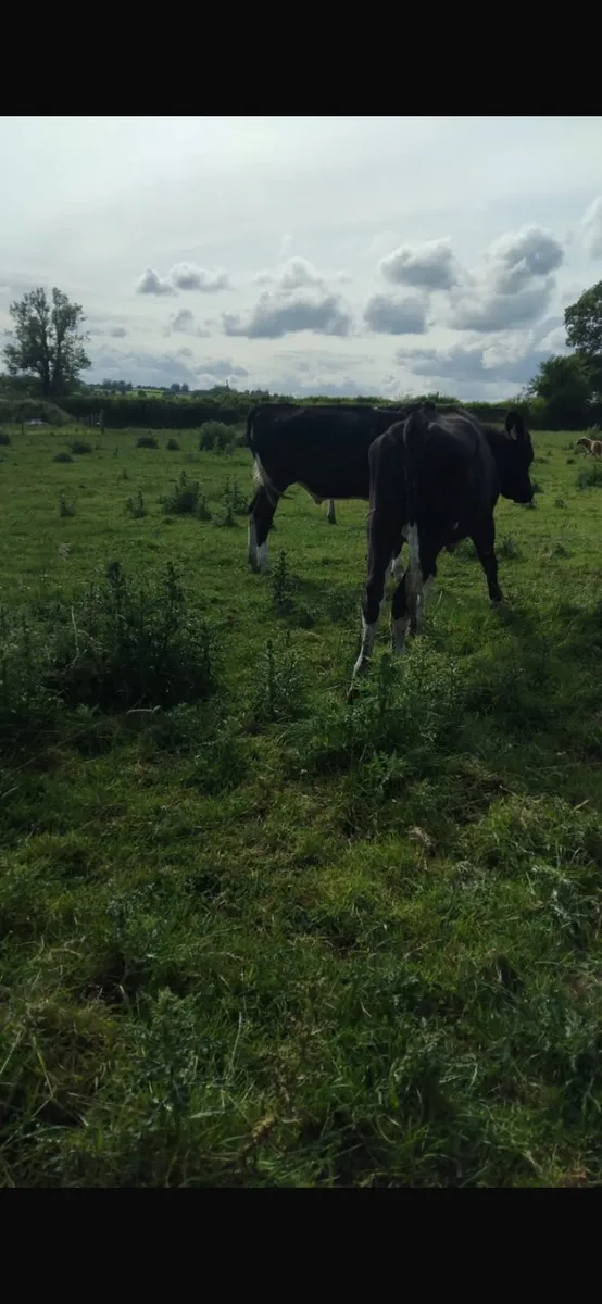 Friesian bullocks - Image 2