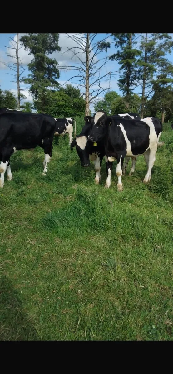 Friesian bullocks - Image 3