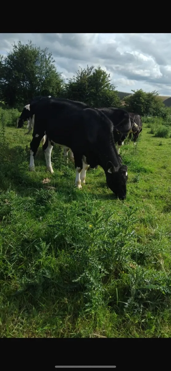 Friesian bullocks - Image 4