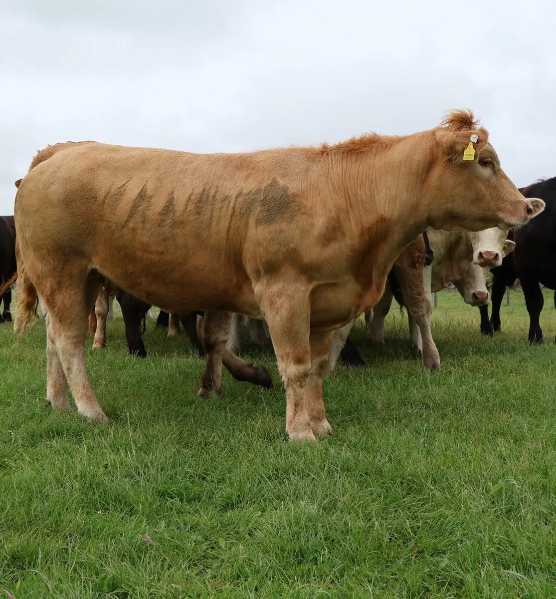 Heifers for Sale Tuam Mart - Image 2