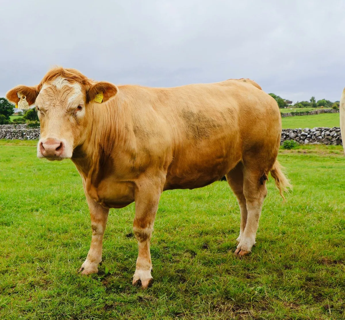 Heifers for Sale Tuam Mart - Image 3