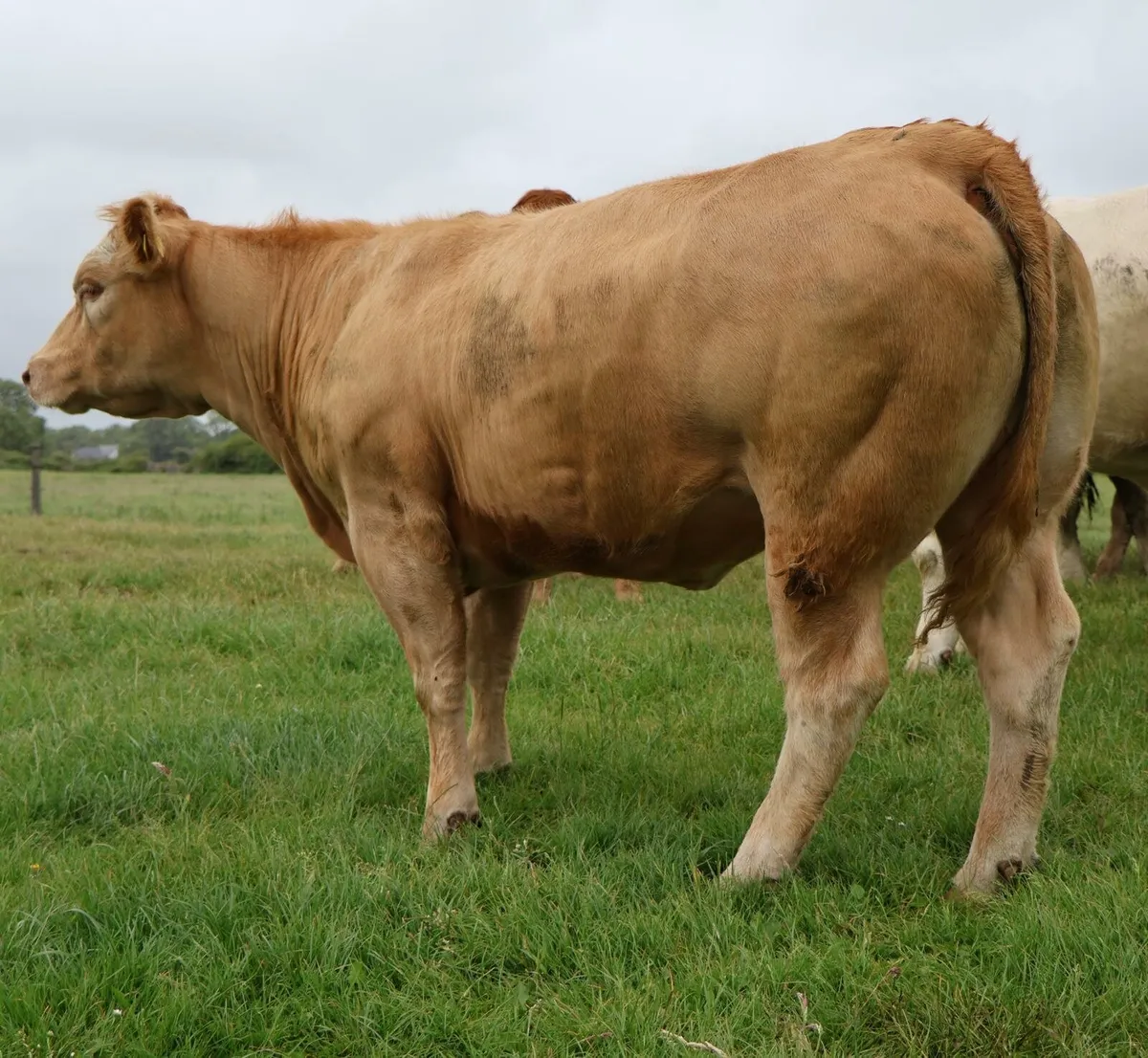 Heifers for Sale Tuam Mart - Image 4
