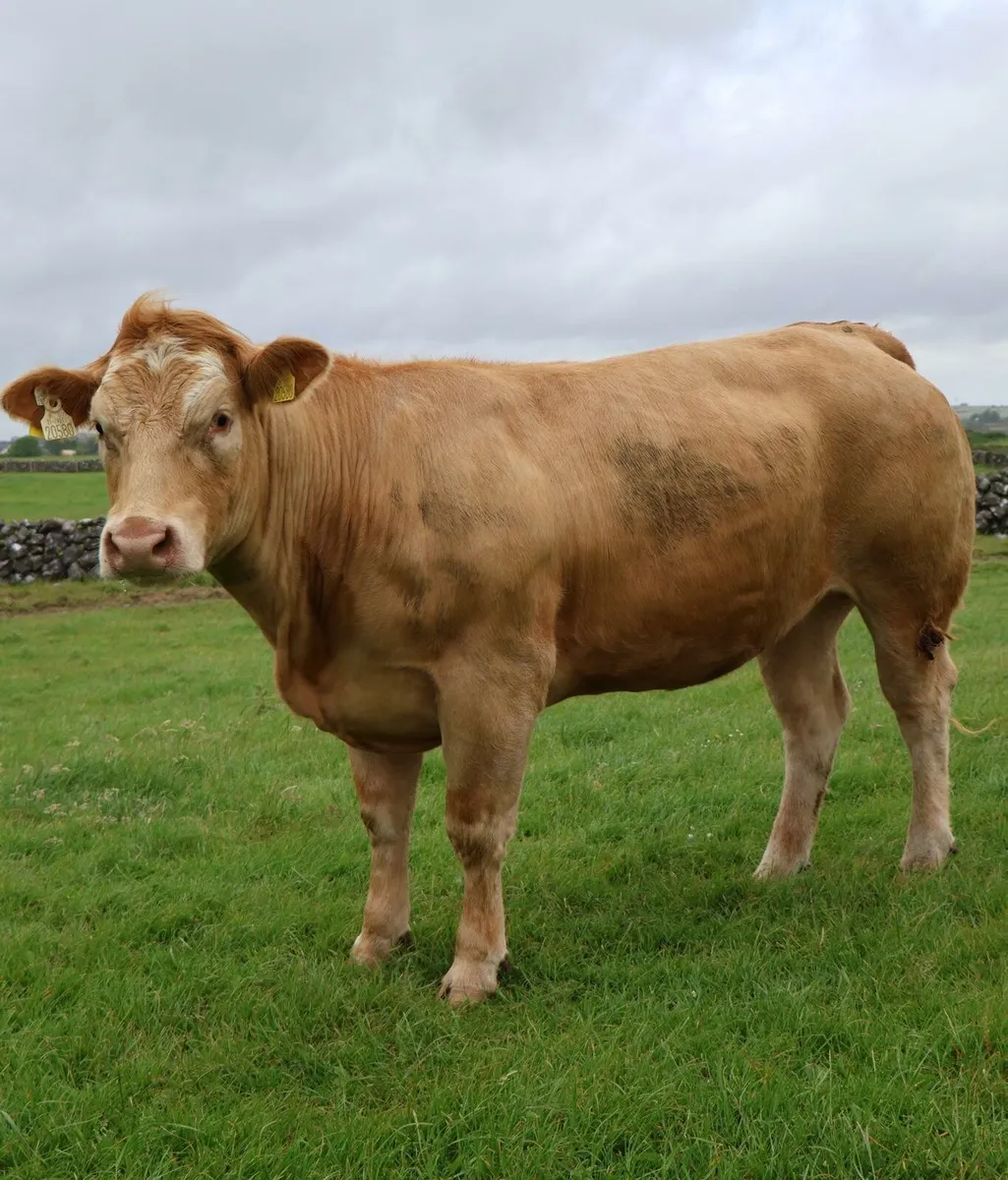 Heifers for Sale Tuam Mart - Image 1