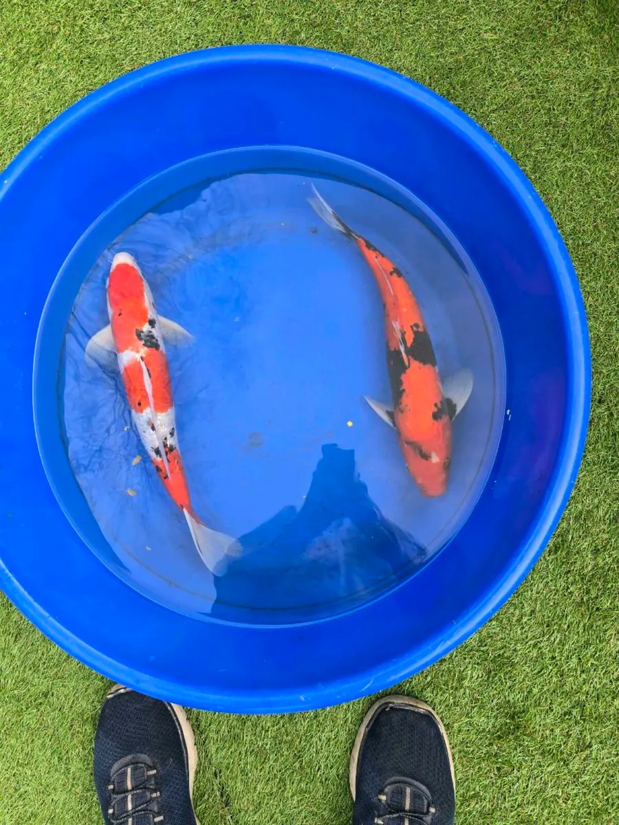 Koi carp large and equipment - Image 2