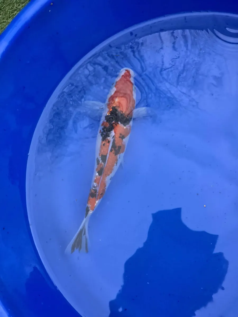 Koi carp large and equipment - Image 3