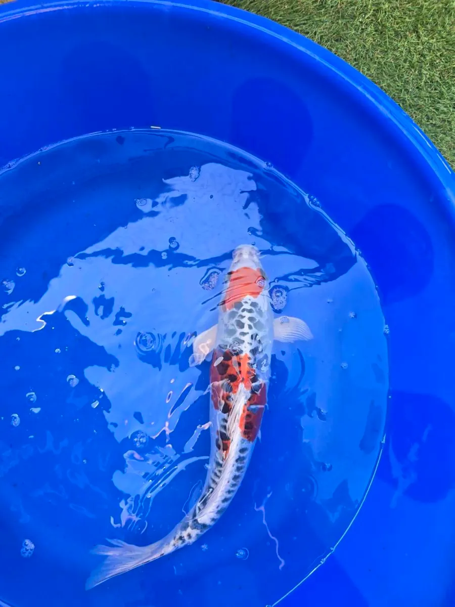 Koi carp large and equipment - Image 4