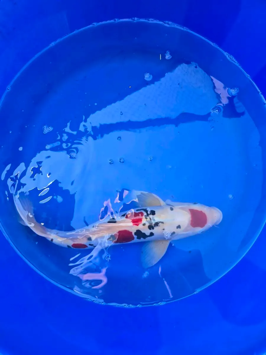 Koi carp large and equipment - Image 1