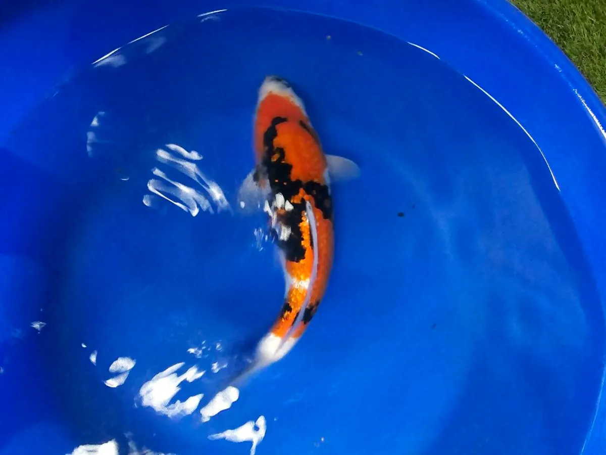 Koi carp large and equipment - Image 1