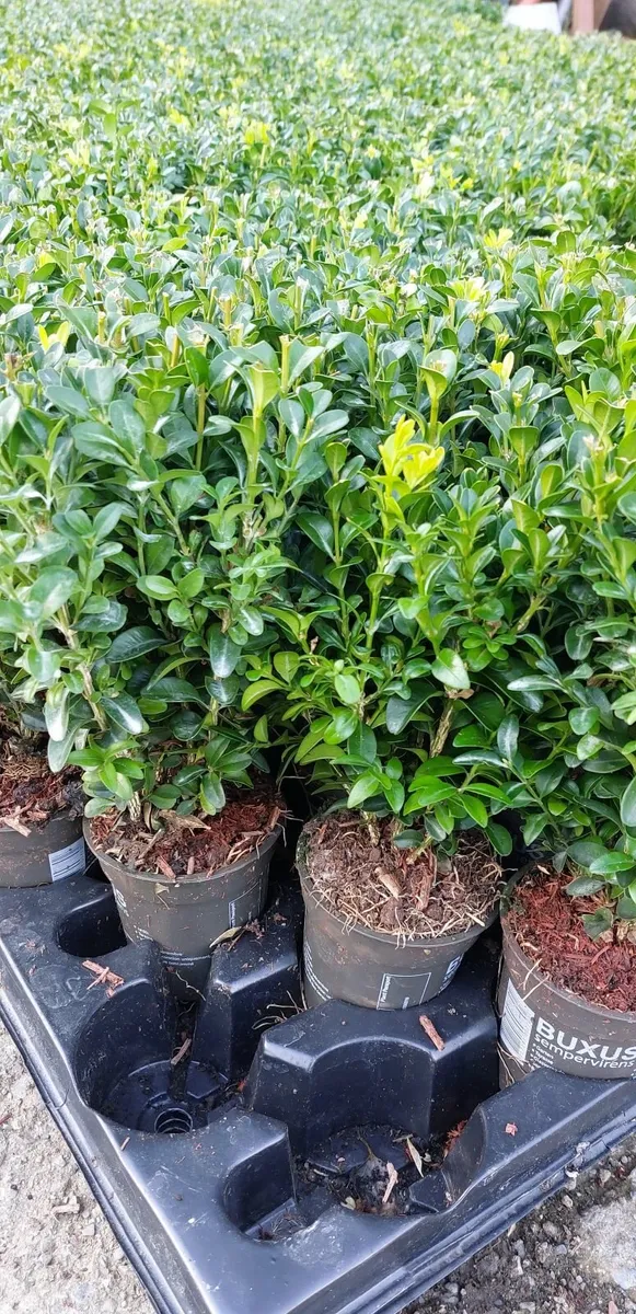 Box Hedging - Image 3