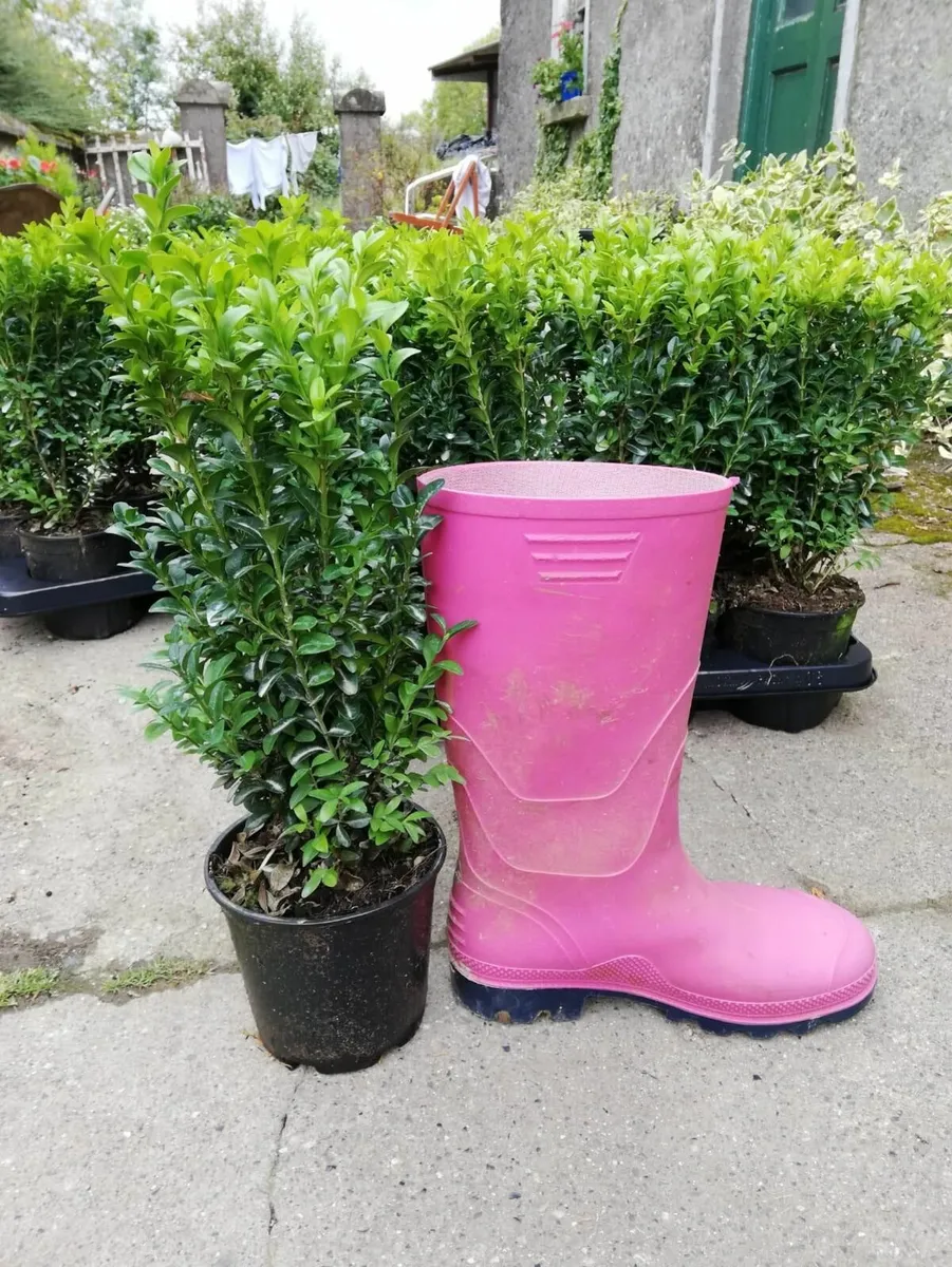 Box Hedging - Image 1