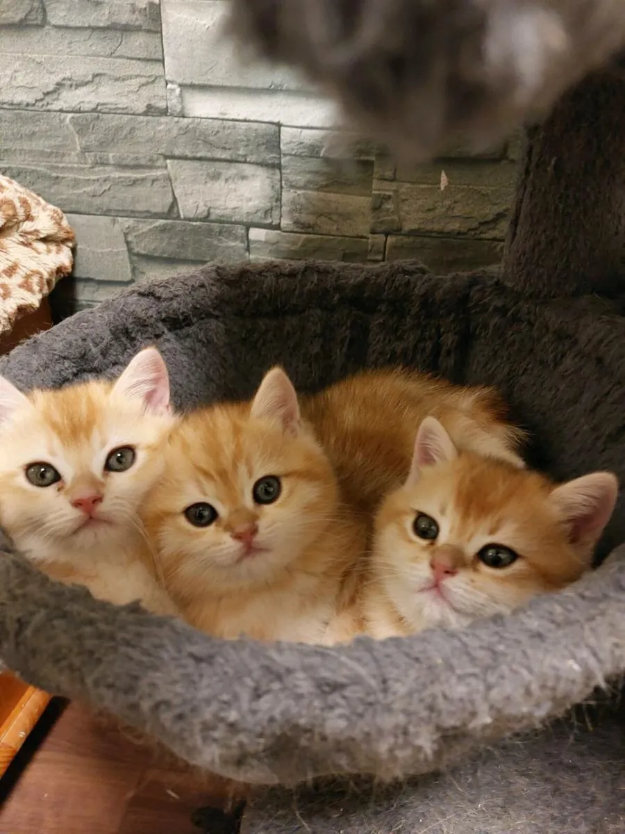 British Golden Kittens GCCFI registered - Image 2