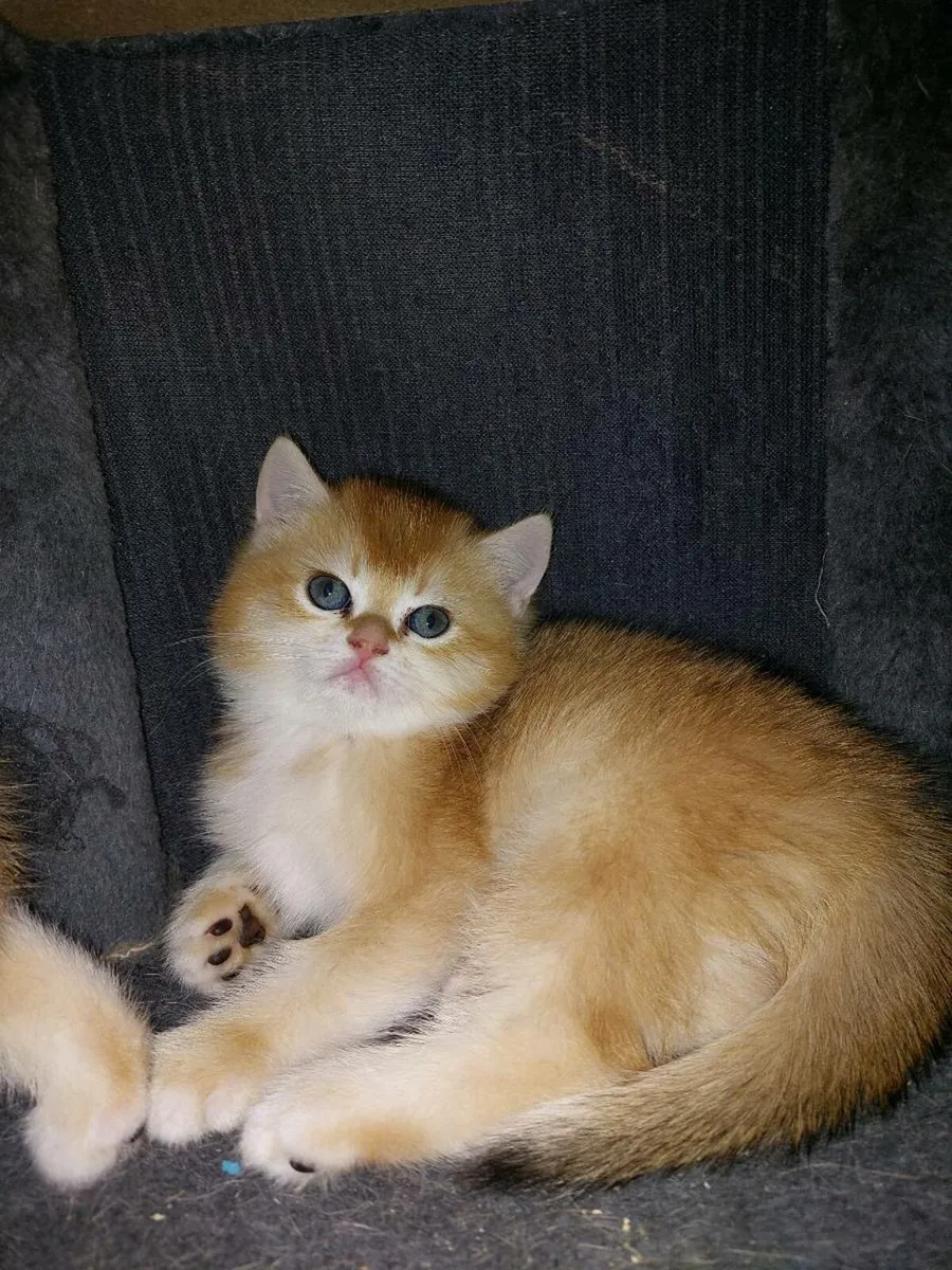 British Golden Kittens GCCFI registered - Image 3