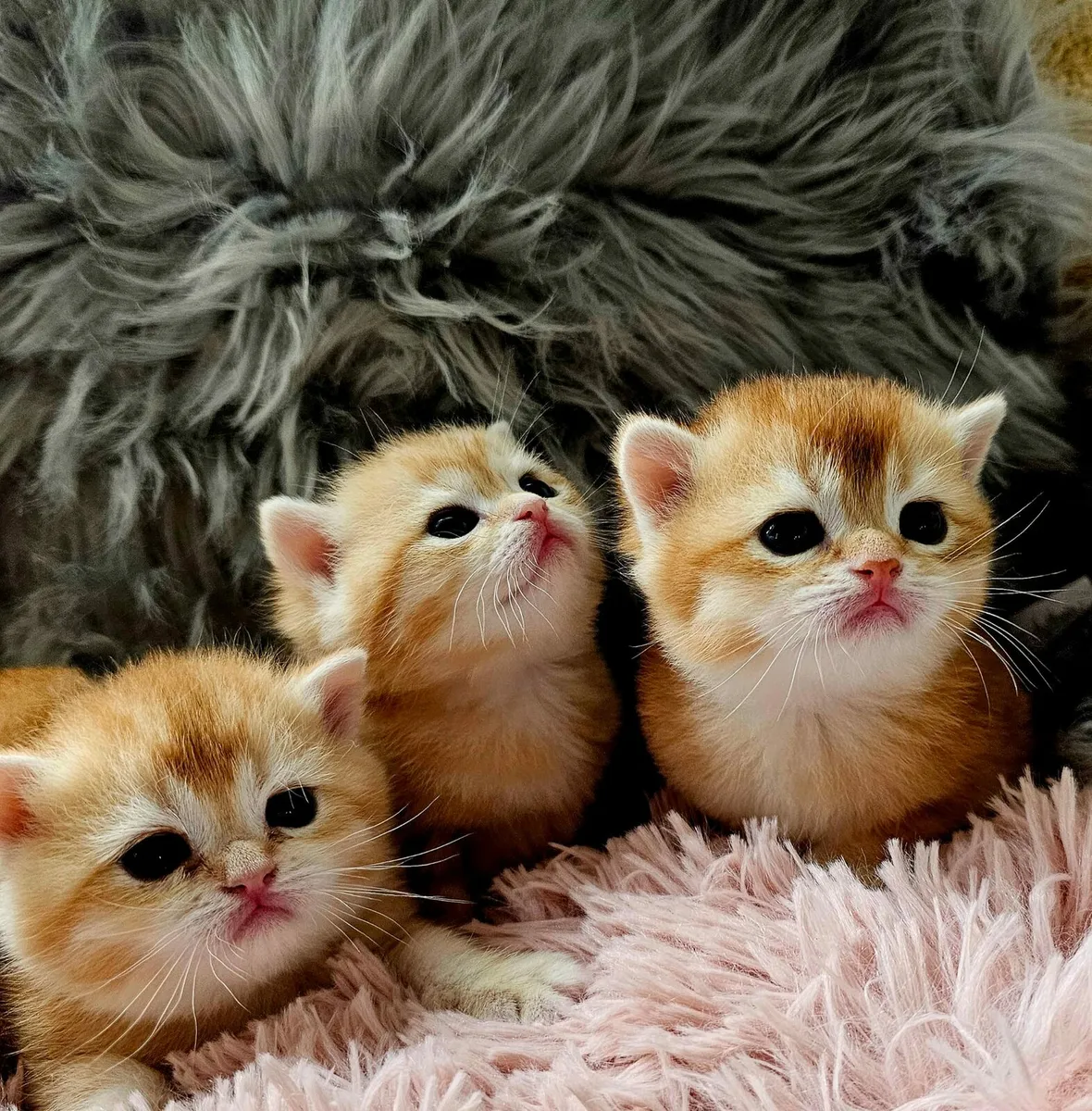 British Golden Kittens GCCFI registered - Image 1