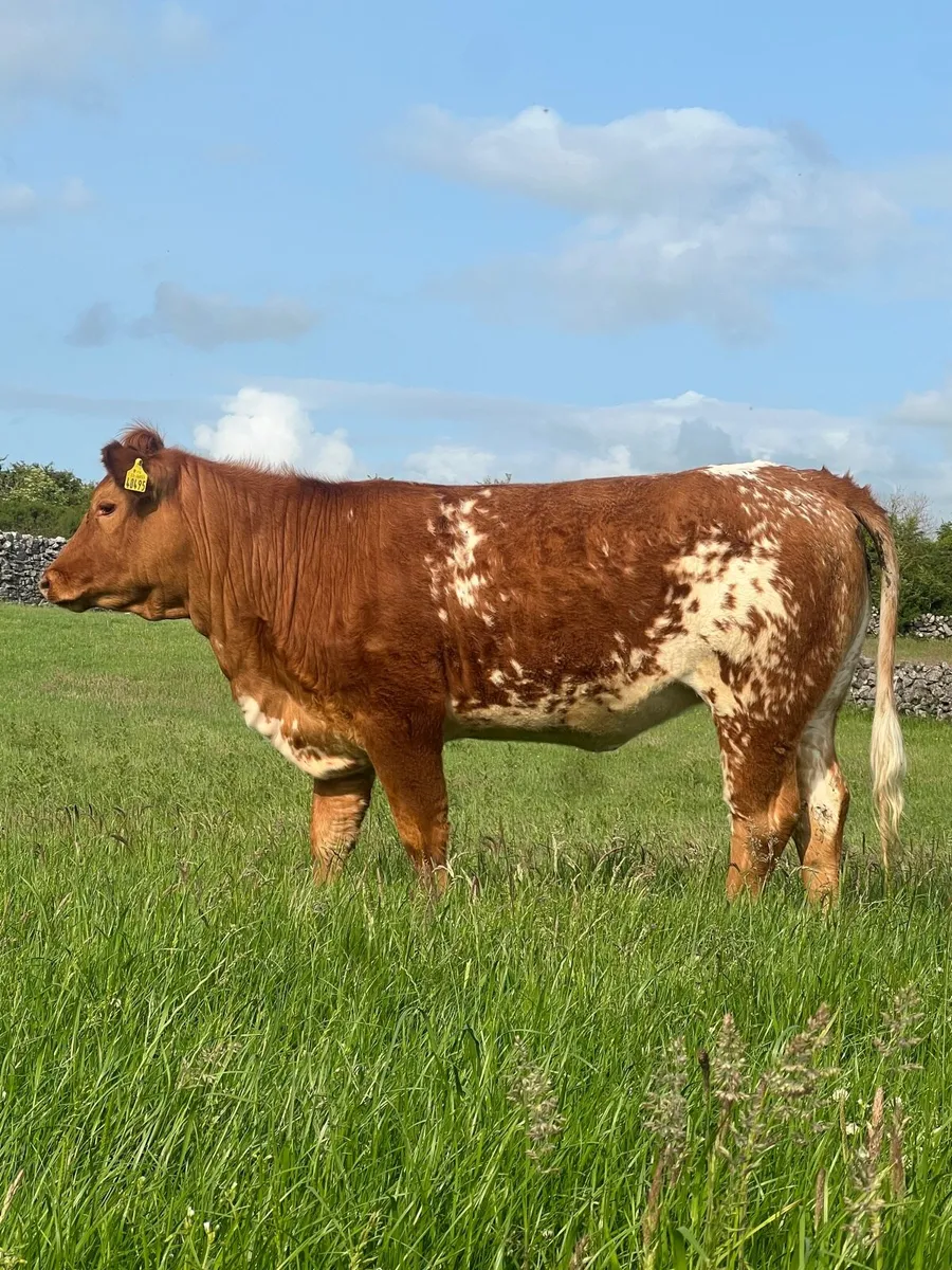 Beautiful Roan heifer for Balla mart - Image 1