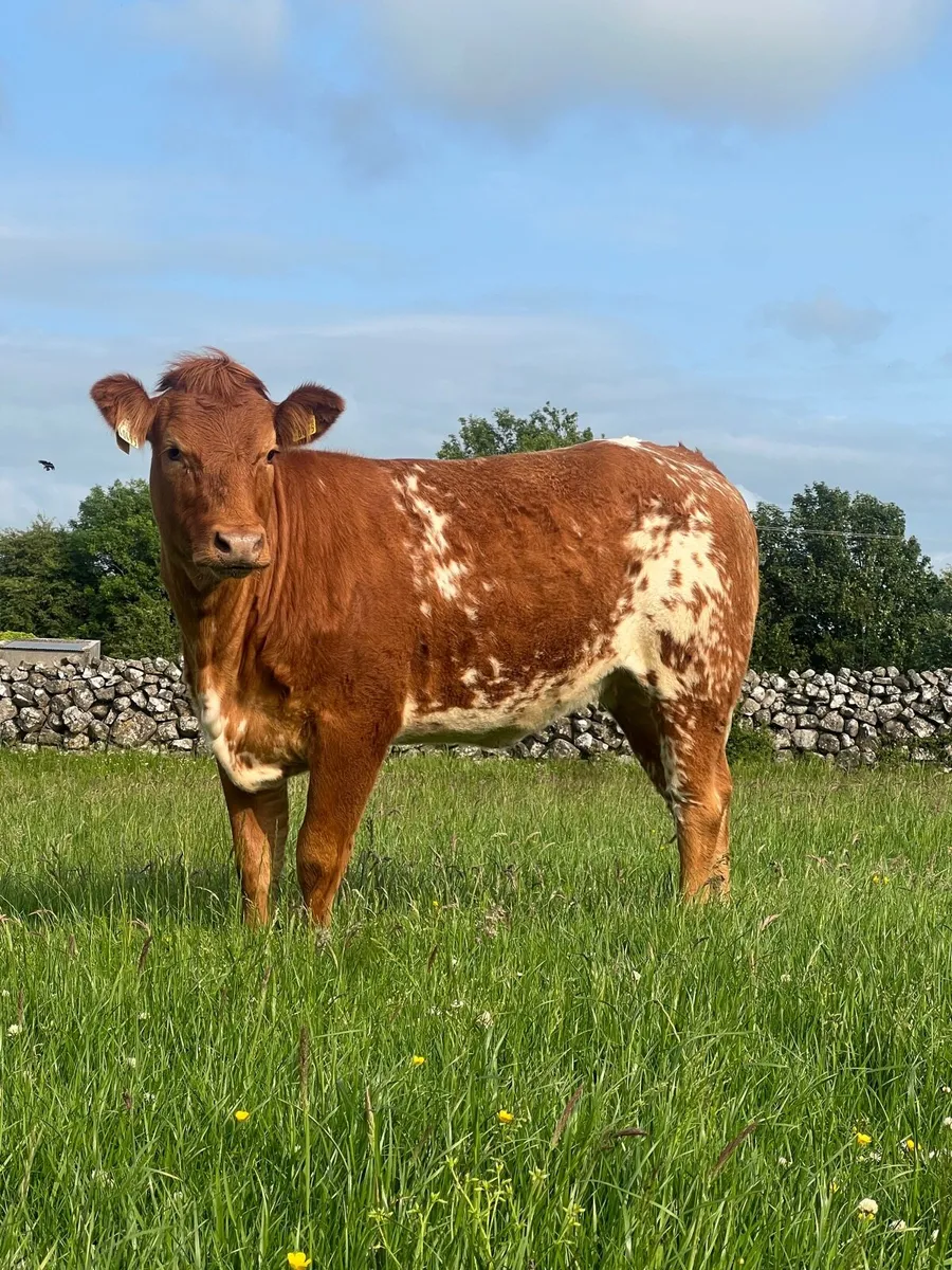 Beautiful Roan heifer for Balla mart - Image 2