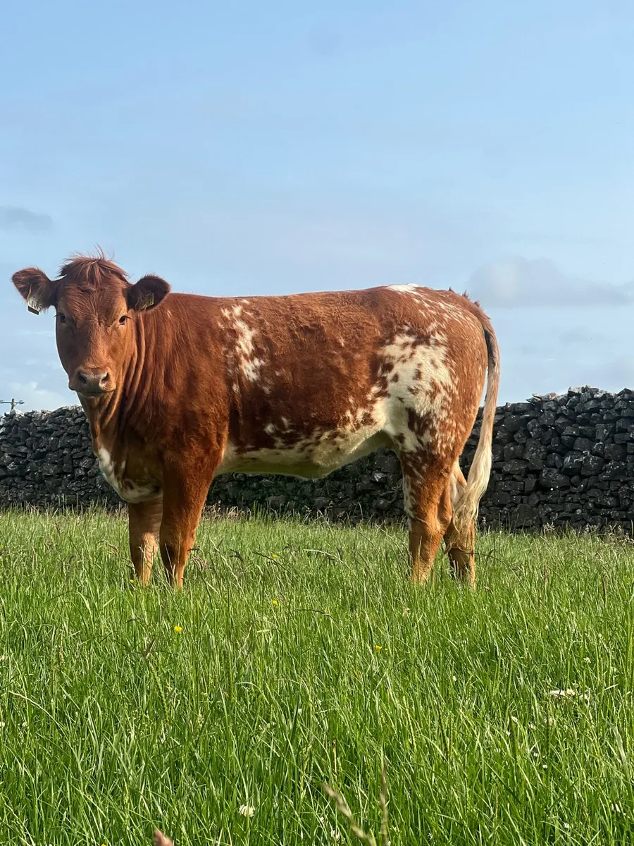 Beautiful Roan heifer for Balla mart - Image 3