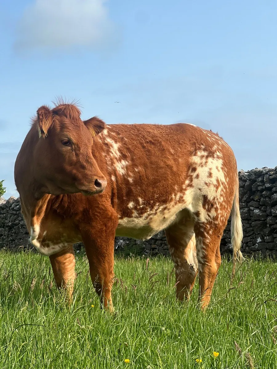 Beautiful Roan heifer for Balla mart - Image 4