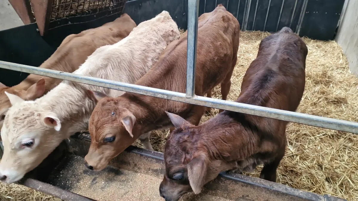 Charly and Angus calves - Image 1