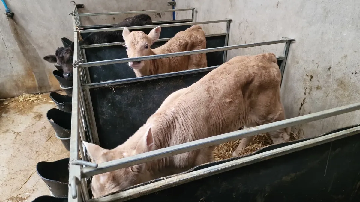 Charly and Angus calves - Image 2