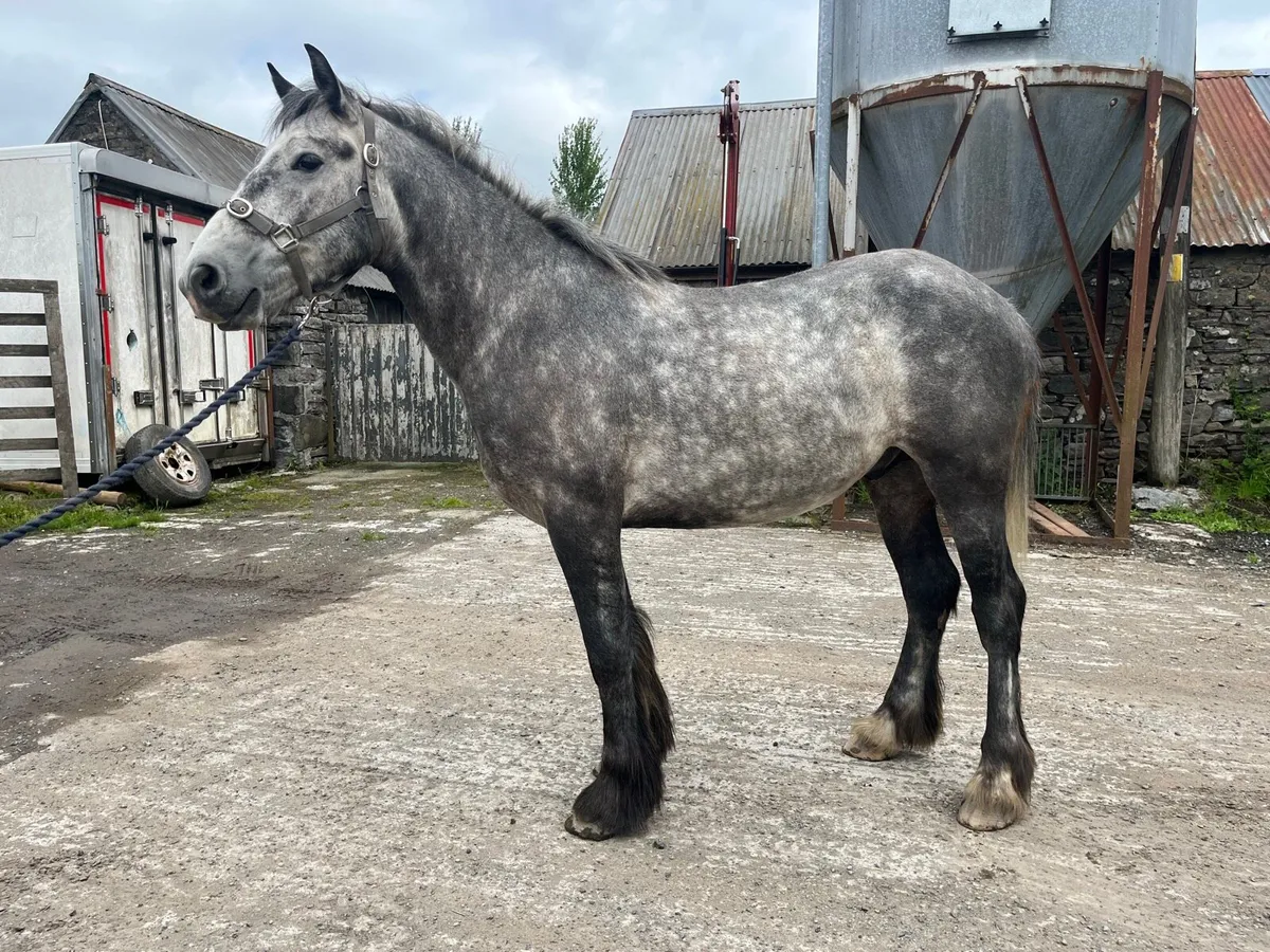 3 year old cob gelding - Image 1
