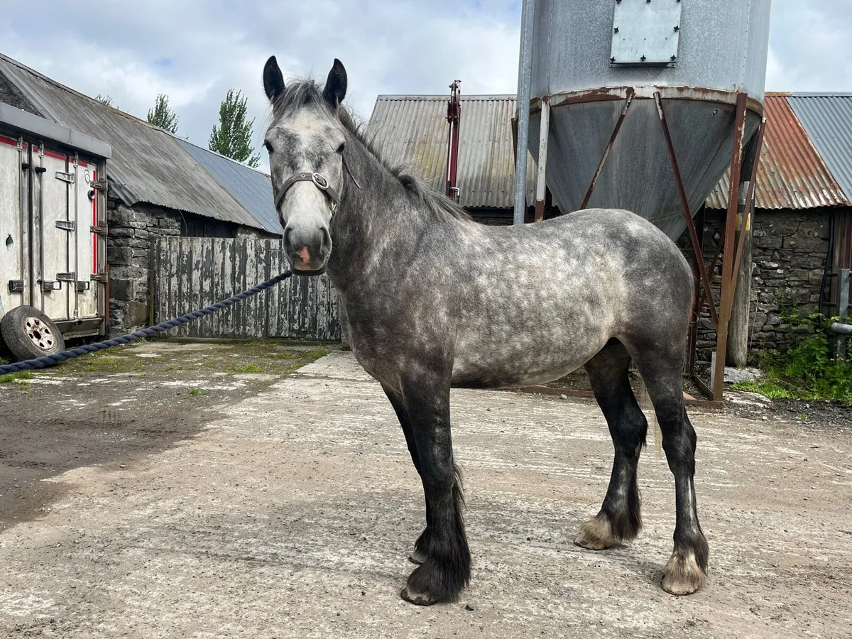 3 year old cob gelding - Image 2