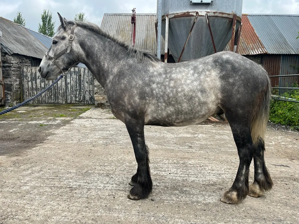 3 year old cob gelding - Image 3