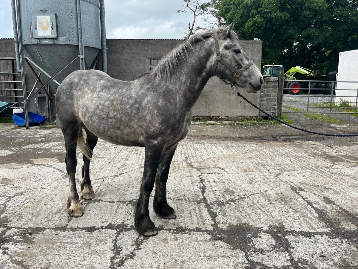 3 year old cob gelding - Image 4