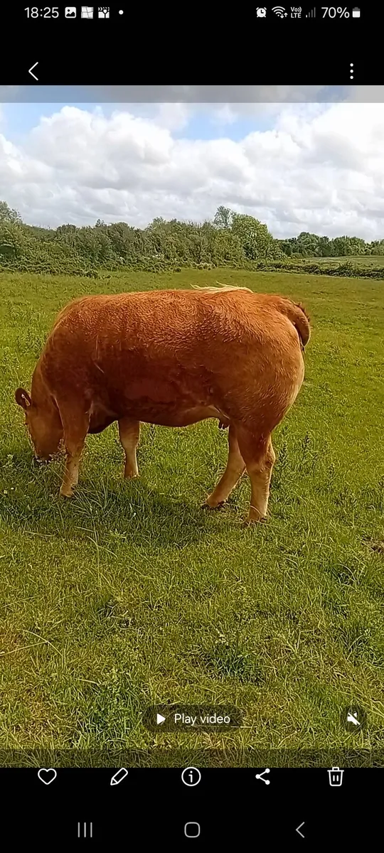 In- Calf heifer - Image 1