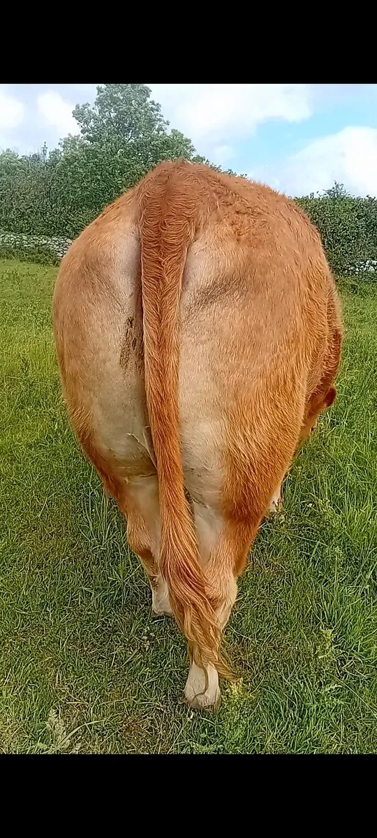 In- Calf heifer - Image 2