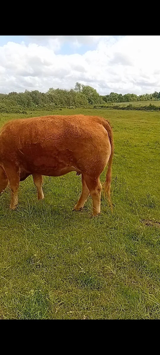 In- Calf heifer - Image 3