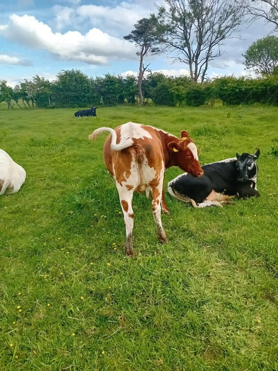 Springing heifer - Image 2