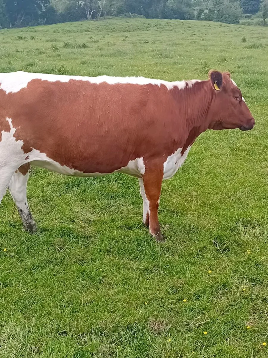 Springing heifer - Image 4