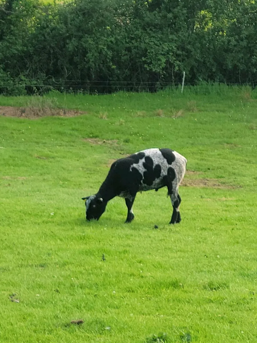 Spotted Dutch ram and two year old rams - Image 1