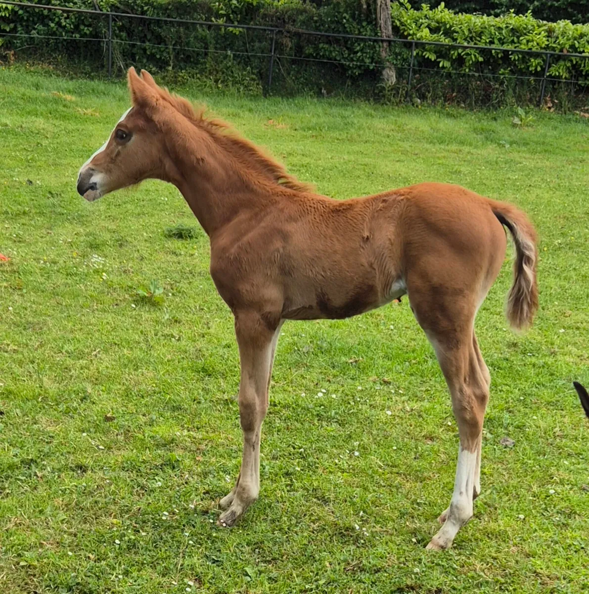 Mare and colt foal for sale - Image 2