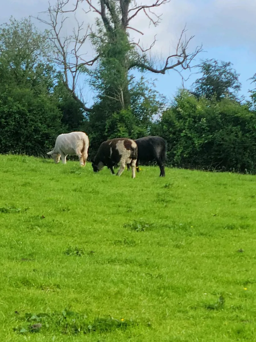 Spotted Dutch ram and two year old rams - Image 3