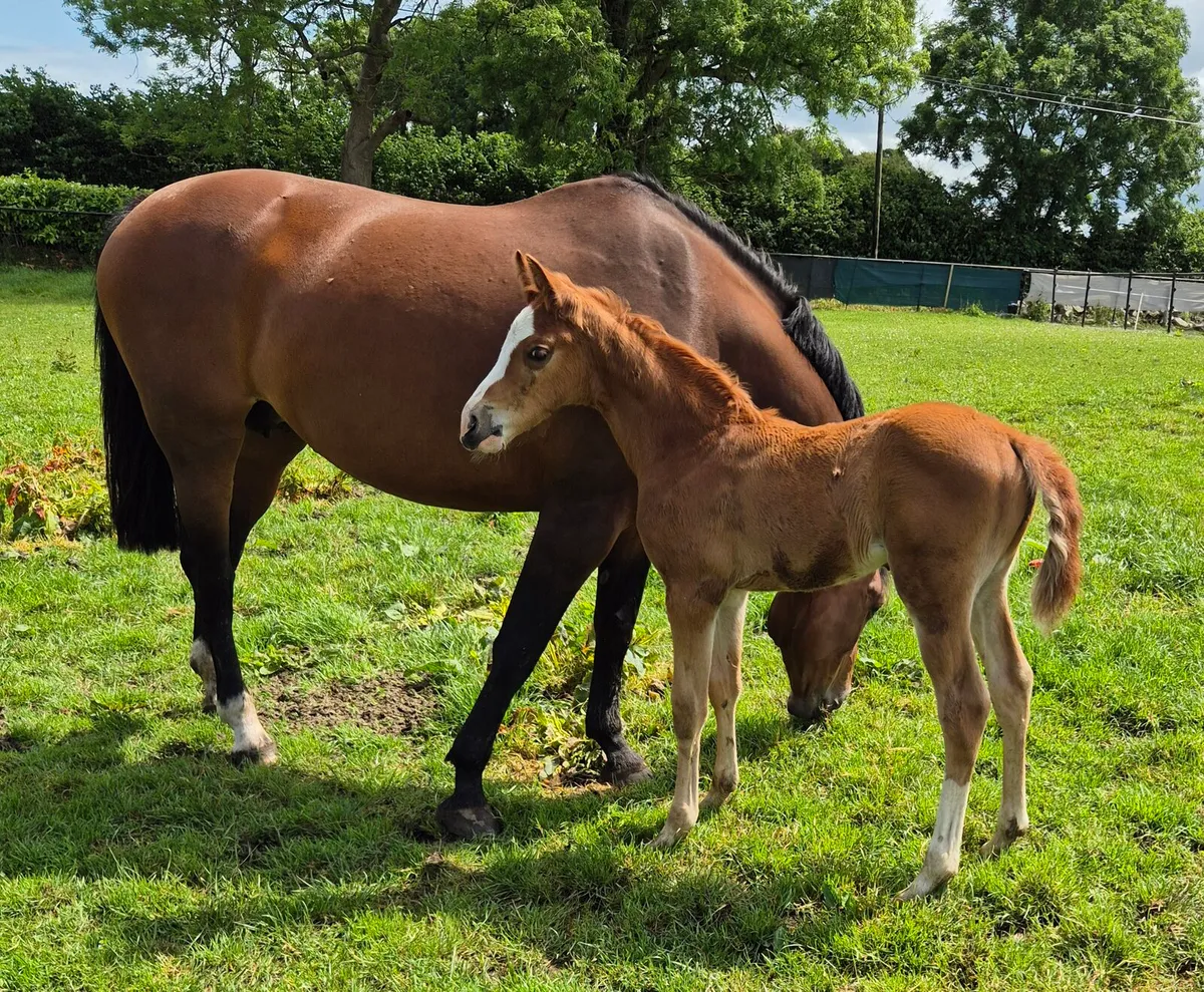 Mare and colt foal for sale - Image 1