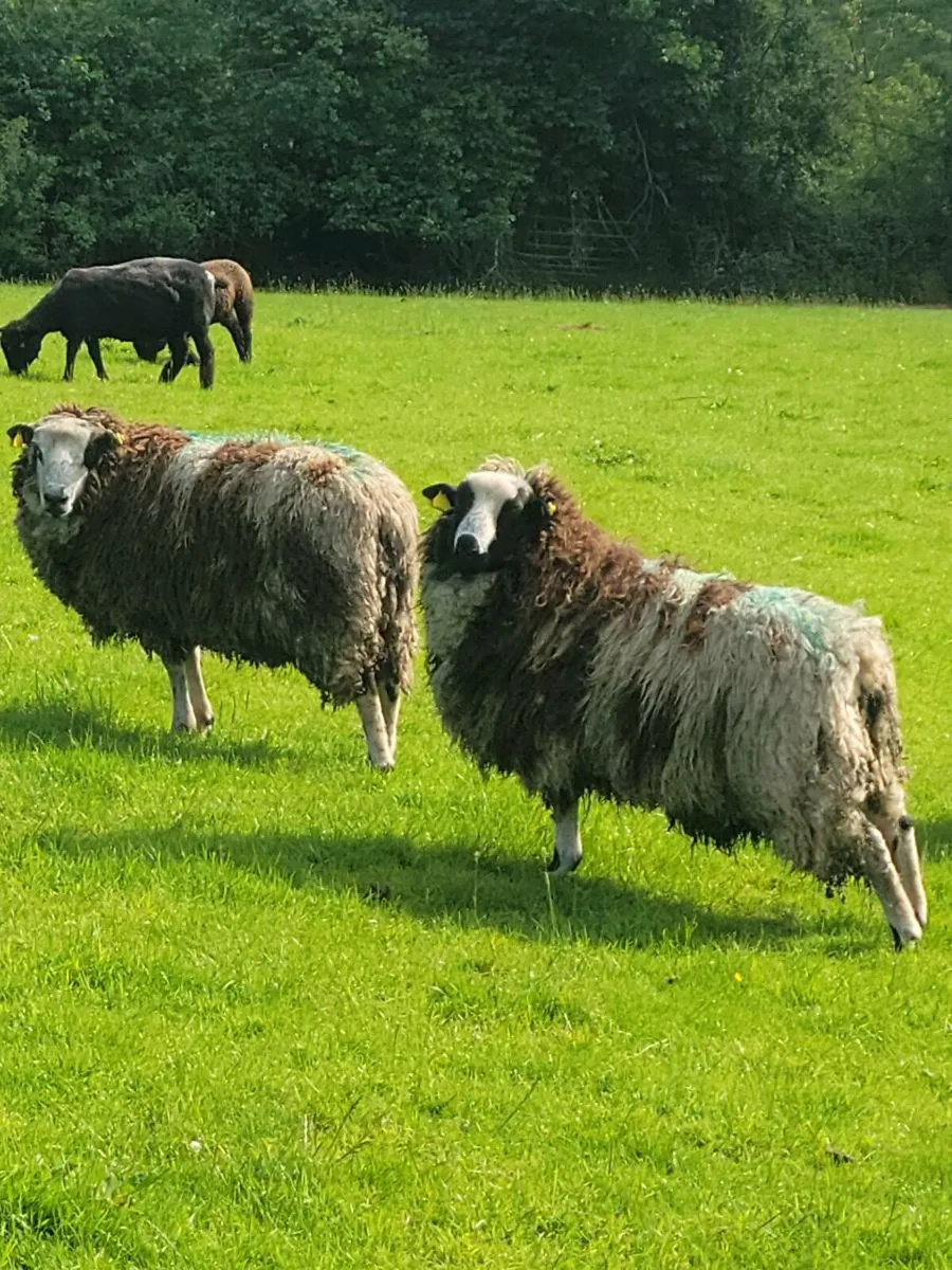 Spotted Dutch ram and two year old rams - Image 2