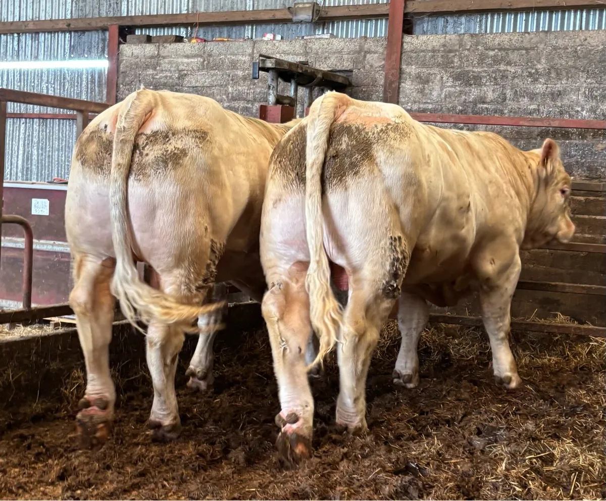 Charolais Bulls - Image 2