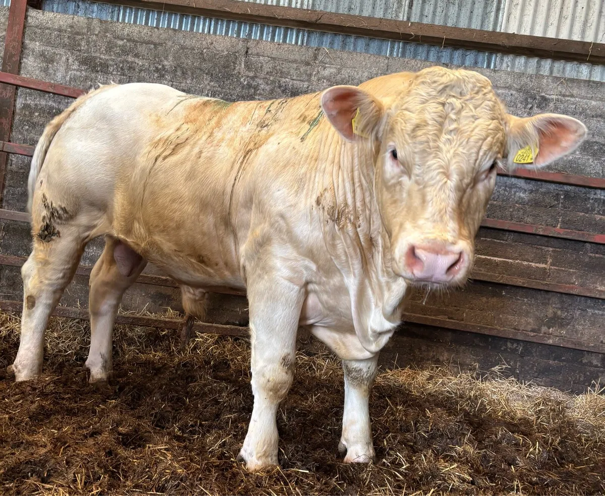 Charolais Bulls - Image 3